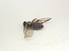 Phoridae