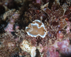Glossodoris rufomarginata