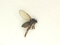 Phoridae