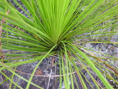 Xanthorrhoea fulva