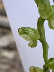 Pterostylis mutica
