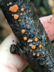 Nectria