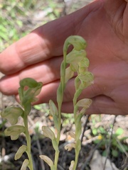 Pterostylis mutica