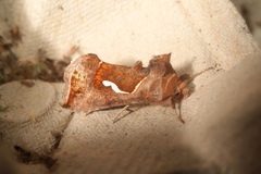 Macdunnoughia confusa