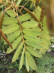 Senna hebecarpa