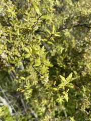Leucopogon fasciculatus