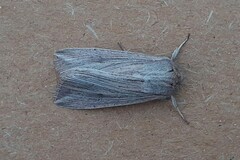 Mythimna riparia