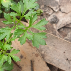 Xanthosia dissecta