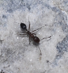 Monomorium