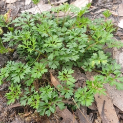 Xanthosia dissecta
