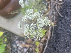 Kitagawia terebinthacea