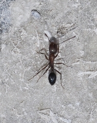 Monomorium