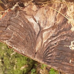 Scolytus