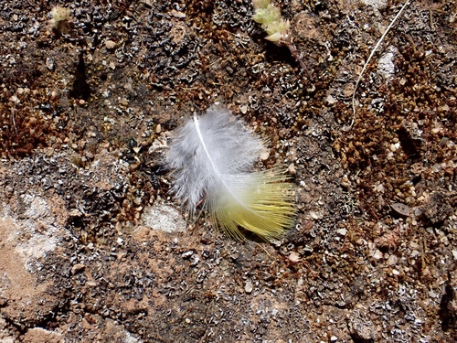 Plume de Perruche de Pennant