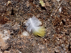 Platycercus elegans flaveolus