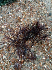 Furcellaria lumbricalis