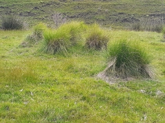 Poa labillardierei