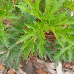 Trachymene composita