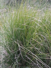Poa labillardierei