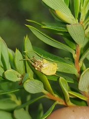 Gibellula