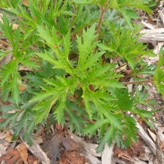 Trachymene composita