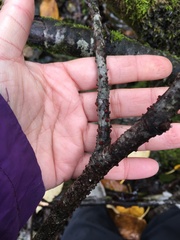 Nectriaceae