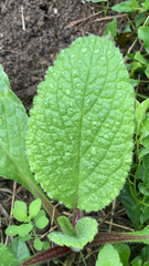 Pentaglottis sempervirens
