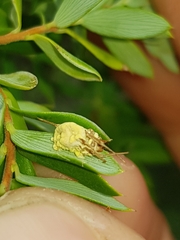 Gibellula