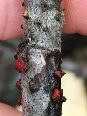 Nectriaceae