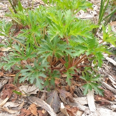Trachymene composita