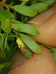 Gibellula
