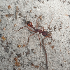 Myrmecia nigriscapa