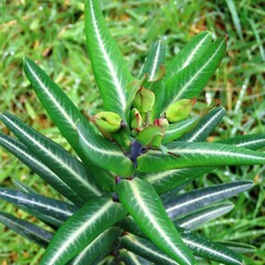 Euphorbia lathyris