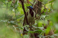 Entomyzon cyanotis