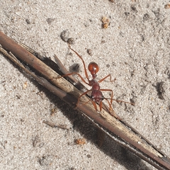 Myrmecia nigriscapa