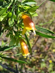 Eremophila