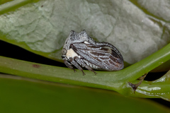 Pogonella minutus