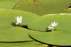 Nymphoides indica