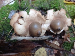 Geastrum triplex