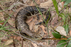 Tiliqua scincoides