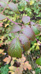 Rubus idaeus
