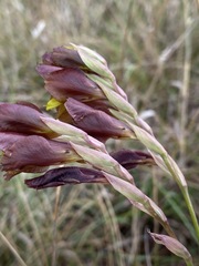 Gladiolus woodii image