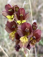 Gladiolus woodii image