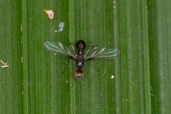 Sepsidae