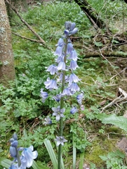 Hyacinthoides