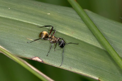 Polyrhachis rufifemur