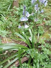 Hyacinthoides