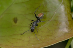 Camponotus aeneopilosus
