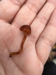 Hygrophorineae