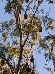 Pteropus poliocephalus